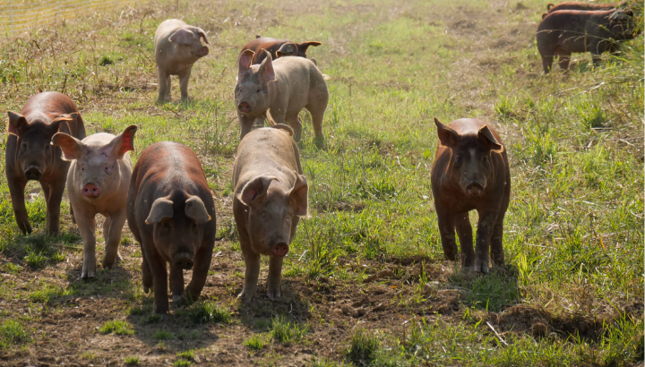 Visite à la ferme de Trévero pour une agriculture en faveur du vivant